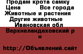 Продам крота самку › Цена ­ 200 - Все города Животные и растения » Другие животные   . Ивановская обл.,Верхнеландеховский р-н